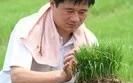 水稻不生根生长如何防治呢